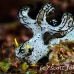 nudibranch_triune_db_h_0705_png2189.jpg